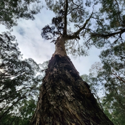 Eucalyptus cypellocarpa (Monkey Gum, Mountain Grey Gum) at Mongarlowe, NSW - 1 Aug 2024 by Steve818