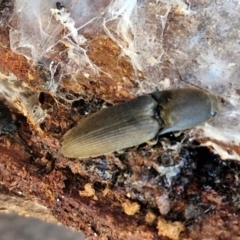 Monocrepidius (genus) (Click beetle) at Collector, NSW - 1 Aug 2024 by trevorpreston