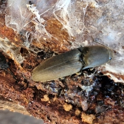 Monocrepidius (genus) (Click beetle) at Collector, NSW - 1 Aug 2024 by trevorpreston