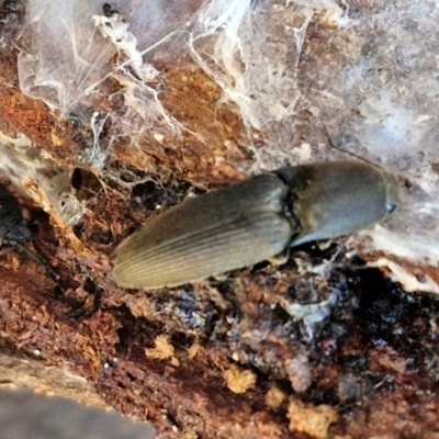 Monocrepidus sp. (genus) (Click beetle) at Collector, NSW - 1 Aug 2024 by trevorpreston