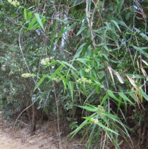 Flagellaria indica at Archer River, QLD - 1 Aug 2024