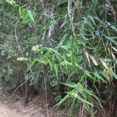 Flagellaria indica (Supplejack) at Archer River, QLD - 1 Aug 2024 by lbradley