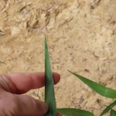 Flagellaria indica at Archer River, QLD - 1 Aug 2024