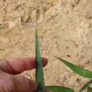 Flagellaria indica at Archer River, QLD - 1 Aug 2024 02:36 PM