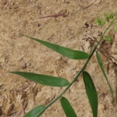 Flagellaria indica at Archer River, QLD - 1 Aug 2024 02:36 PM