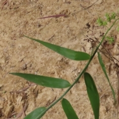 Flagellaria indica at Archer River, QLD - 1 Aug 2024