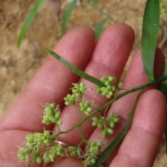 Flagellaria indica at Archer River, QLD - 1 Aug 2024 02:36 PM