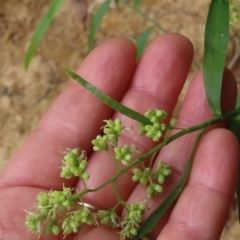 Flagellaria indica at Archer River, QLD - 1 Aug 2024