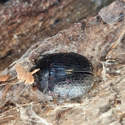 Trachymela sp. (genus) (Brown button beetle) at Collector, NSW - 1 Aug 2024 by trevorpreston