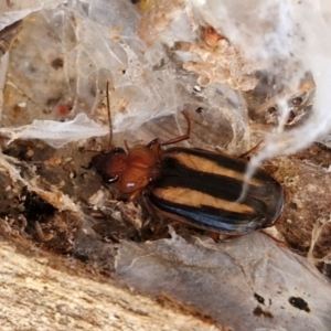 Philophlaeus sp. (genus) at Collector, NSW - 1 Aug 2024