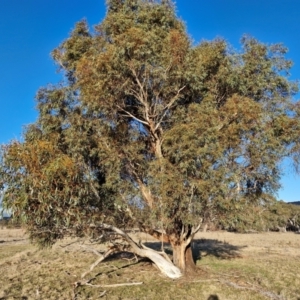 Eucalyptus pauciflora subsp. pauciflora at Collector, NSW - 1 Aug 2024