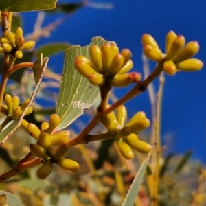 Eucalyptus pauciflora subsp. pauciflora at Collector, NSW - 1 Aug 2024