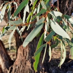 Eucalyptus pauciflora subsp. pauciflora at Collector, NSW - 1 Aug 2024