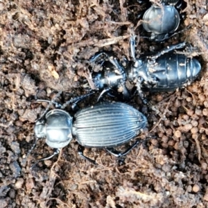 Cardiothorax monarensis at Collector, NSW - 1 Aug 2024