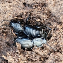 Cardiothorax monarensis at Collector, NSW - 1 Aug 2024