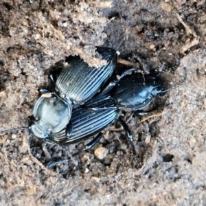 Cardiothorax monarensis at Collector, NSW - 1 Aug 2024