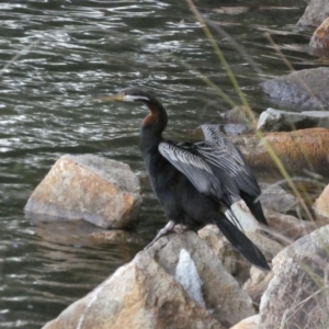 Anhinga novaehollandiae at Laurieton, NSW - 1 Aug 2024