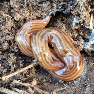 Fletchamia quinquelineata at Collector, NSW - 1 Aug 2024 04:08 PM