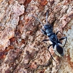 Daerlac nigricans (Ant Mimicking Seedbug) at Collector, NSW - 1 Aug 2024 by trevorpreston