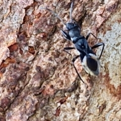 Daerlac nigricans at Collector, NSW - 1 Aug 2024 04:05 PM