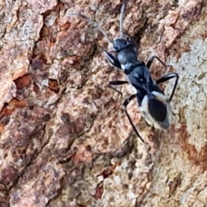 Daerlac nigricans at Collector, NSW - 1 Aug 2024