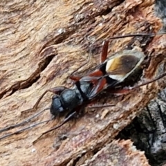 Daerlac cephalotes (Ant Mimicking Seedbug) at Collector, NSW - 1 Aug 2024 by trevorpreston