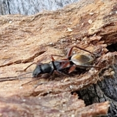 Daerlac cephalotes at Collector, NSW - 1 Aug 2024