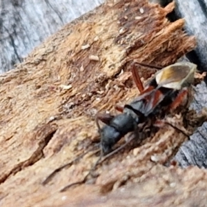 Daerlac cephalotes at Collector, NSW - 1 Aug 2024