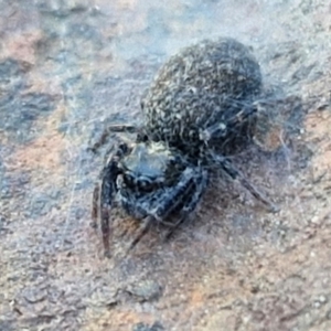 Sondra sp. (genus) at Collector, NSW - 1 Aug 2024 04:01 PM