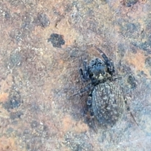 Sondra sp. (genus) at Collector, NSW - 1 Aug 2024 04:01 PM