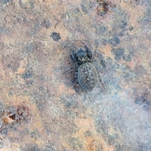 Sondra sp. (genus) at Collector, NSW - 1 Aug 2024 04:01 PM