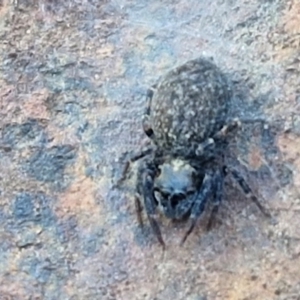 Sondra sp. (genus) at Collector, NSW - 1 Aug 2024 04:01 PM