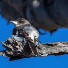 Cracticus torquatus (Grey Butcherbird) at Throsby, ACT - 31 Jul 2024 by Cmperman