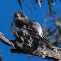 Cracticus torquatus at Throsby, ACT - 31 Jul 2024