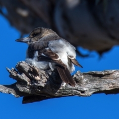 Cracticus torquatus at Throsby, ACT - 31 Jul 2024