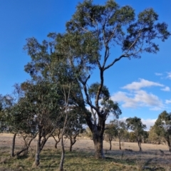 Eucalyptus bridgesiana (Apple Box) at Collector, NSW - 1 Aug 2024 by trevorpreston