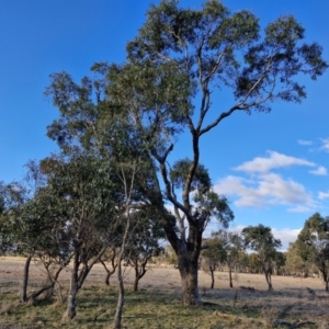 Eucalyptus bridgesiana at Collector, NSW - 1 Aug 2024