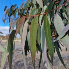 Eucalyptus bridgesiana at Collector, NSW - 1 Aug 2024