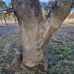 Eucalyptus bridgesiana at Collector, NSW - 1 Aug 2024