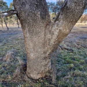 Eucalyptus bridgesiana at Collector, NSW - 1 Aug 2024