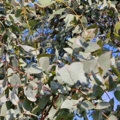 Eucalyptus bridgesiana at Collector, NSW - 1 Aug 2024