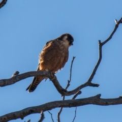 Falco longipennis at Throsby, ACT - 31 Jul 2024 03:33 PM