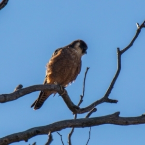 Falco longipennis at Throsby, ACT - 31 Jul 2024 03:33 PM