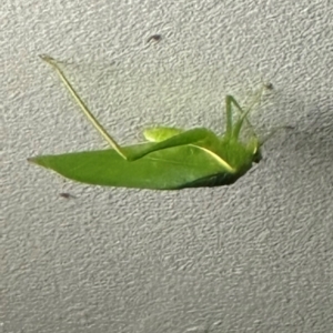 Paracaedicia serrata at Lockhart River, QLD - 1 Aug 2024 06:56 PM