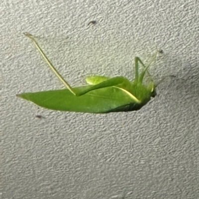 Unidentified Katydid (Tettigoniidae) at Lockhart River, QLD - 1 Aug 2024 by lbradley