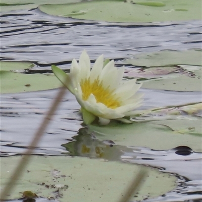 Nymphaea sp. (Waterlily) at Archer River, QLD - 1 Aug 2024 by lbradley