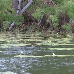 Nymphaea sp. at Archer River, QLD - 1 Aug 2024 01:49 PM