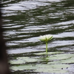 Nymphaea sp. at Archer River, QLD - 1 Aug 2024 01:49 PM