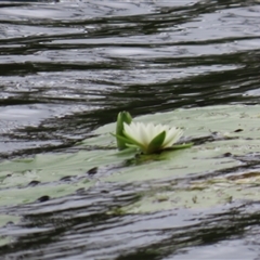 Nymphaea sp. at Archer River, QLD - 1 Aug 2024 01:49 PM