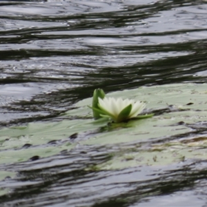 Nymphaea sp. at Archer River, QLD - 1 Aug 2024 01:49 PM